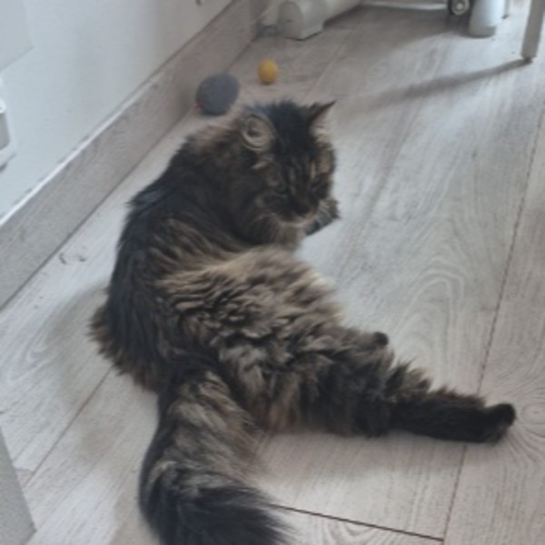 Photo de MINOUCHE