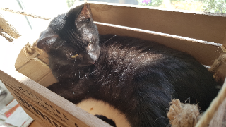 Photo de Chiquita