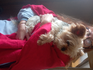 Myrtille