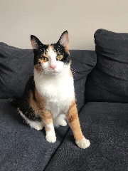 Photo de Rajah