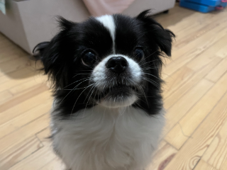 DAISY