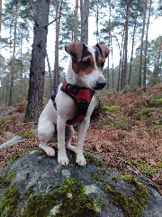 Photo de Jack