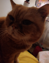 Photo de Garfield