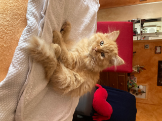 Photo de Tigrou