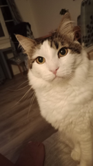 Photo de MIMI