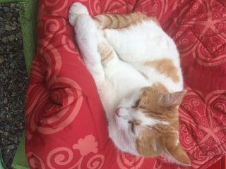 Photo de Mylo