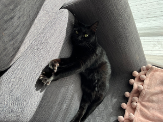 Shadow