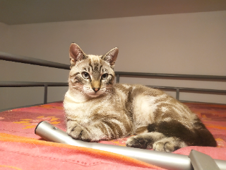 Photo de Twix