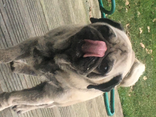 Photo de Lucky