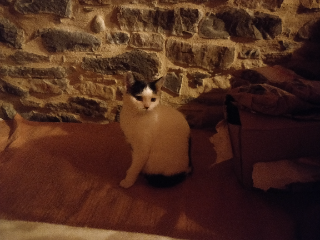 Nala
