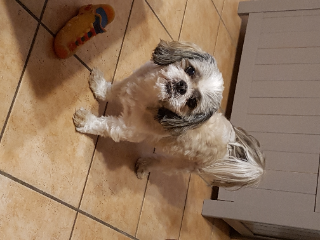 Indi