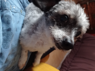 Photo de Chipie