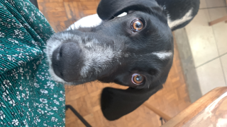 Photo de Freyja