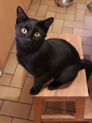 Photo de Pepper