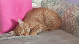 Tika