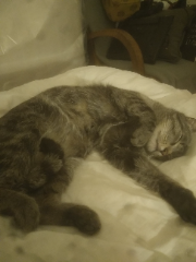 Photo de Odin