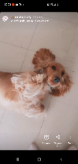 Lady