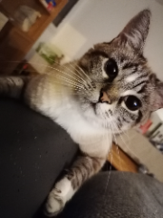 Photo de Praline