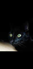 Shadow