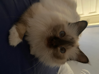 Photo de Pipoune