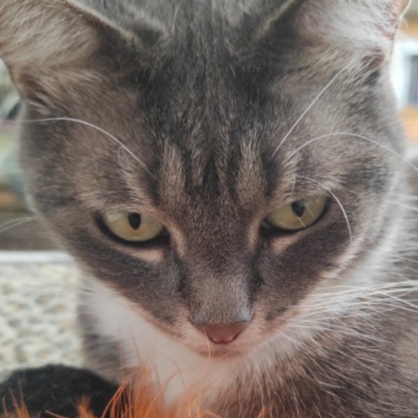 Photo de KALIMBA
