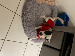 Photo de Milou
