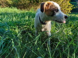 Ino