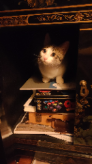 Photo de Achille