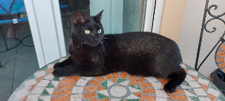 Photo de LOUNA