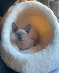 Photo de Spike