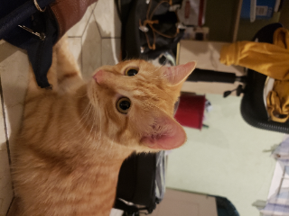 Photo de Paprika