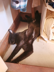 Photo de Ninja