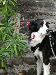Photo de YOUKI