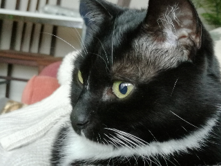 Photo de FELIX