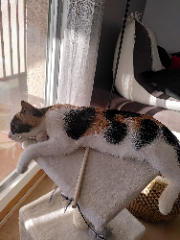 Photo de Nala
