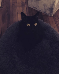 Maya