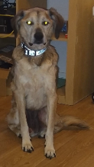 Photo de Rex