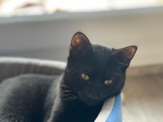 Photo de Elvis
