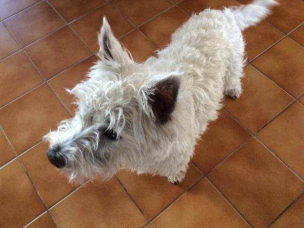 Photo de TICKY