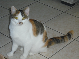 Photo de lima