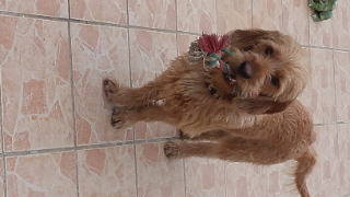 Charly