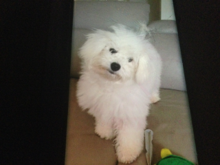 Photo de Tao