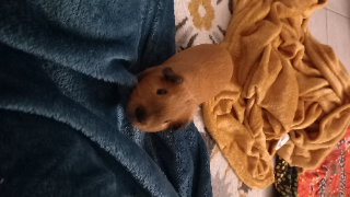 Ferdinand