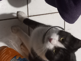 Roki