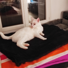 Photo de Milky