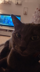 Photo de SHEBA
