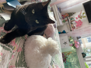 Photo de Lola