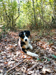 Photo de Indi(ana Jones)