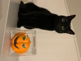 Photo de Luna