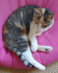 Photo de misty